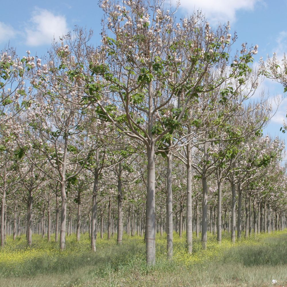 INNOVATREA - PAULOWNIA BÄUME