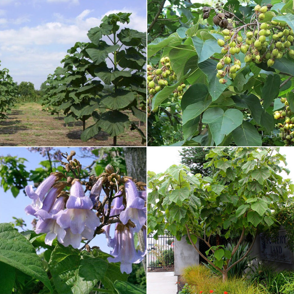 INNOVATREA - PAULOWNIA BÄUME