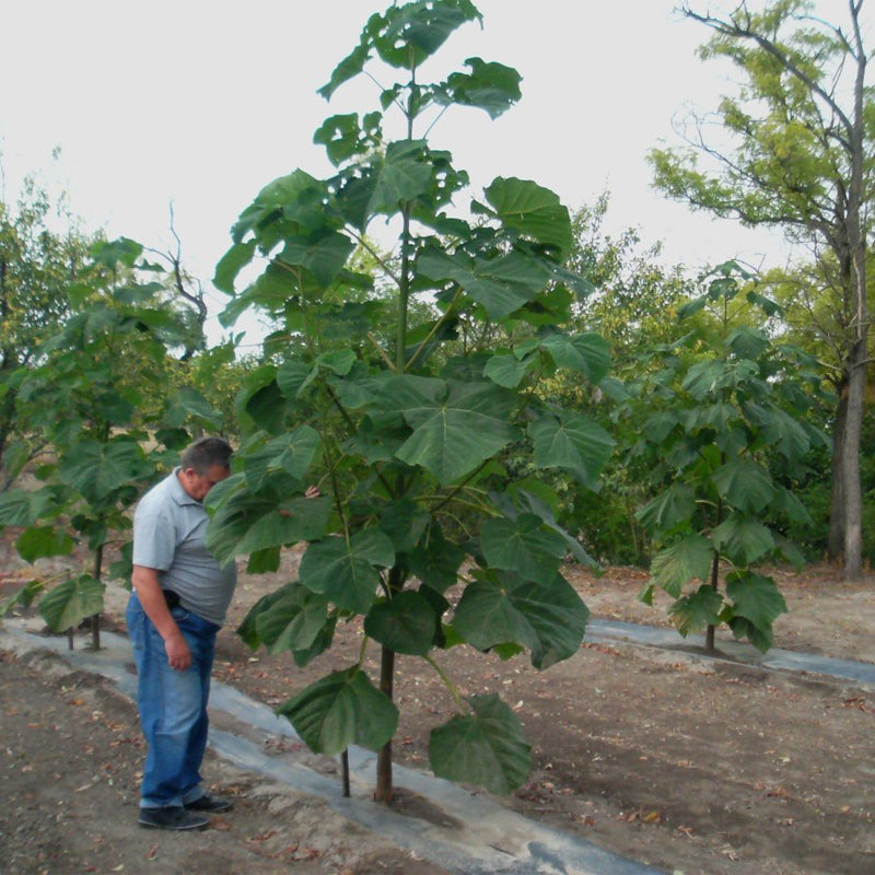 INNOVATREA - PAULOWNIA BÄUME